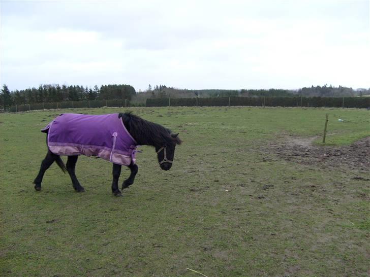 Anden særlig race Bella R.I.P.  - tak fordi i kigget med jeg vil aldrig glemme dig min skat billede 9