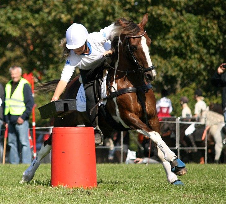 Anden særlig race Shady Lady - Toolbox til DM par 2010 på Storehestedag  3 plads A-finale billede 2