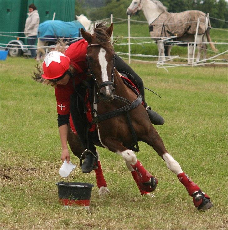 Anden særlig race Shady Lady - NEC 2010  billede 13