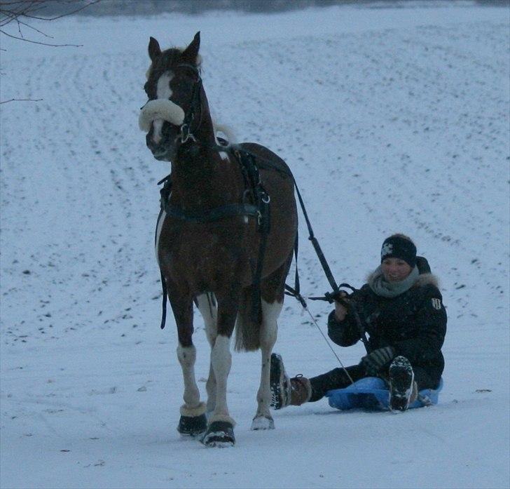 Anden særlig race Shady Lady - Shady er slædehest :)  billede 18