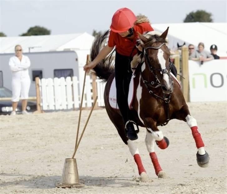 Anden særlig race Shady Lady - Show i middelfart :) Yndlings billede! billede 20