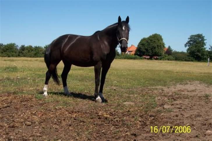 Dansk Varmblod Mai Melanie - På Folden da hun stod i Ribe. Billedet taget af Lise B. D. 16 Juli 2006 billede 1