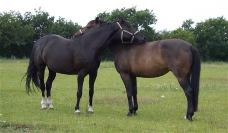 Dansk Varmblod Mai Melanie - Mai & Columbine. Taget af Lise B. D. 30 Juni 2006 billede 2