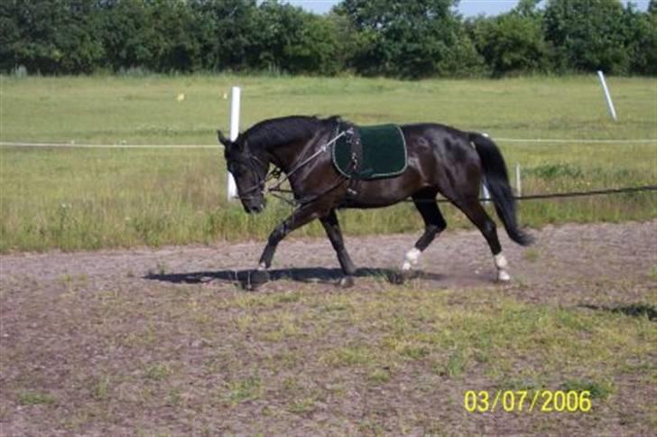 Dansk Varmblod Mai Melanie - I longe, da vi var igang med genoptræning. Taget af Lise B. D. 3 Juli 2006 billede 3