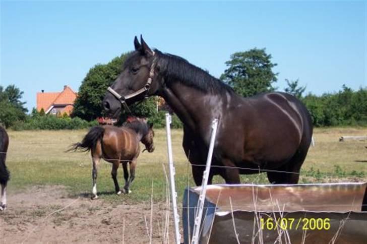 Dansk Varmblod Mai Melanie - Mai kigger efter de små føl, som stod på en anden mark. Taget af Lise B. D. 16 Juli 2006 billede 4