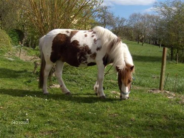 Anden særlig race Catbalou billede 5