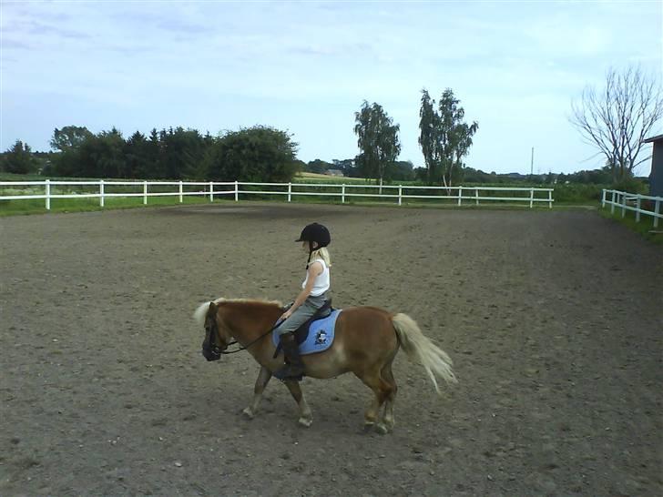 Shetlænder Thor Bomlund (9801554 DK) billede 9