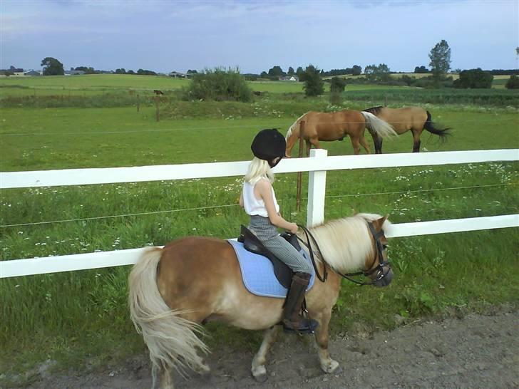 Shetlænder Thor Bomlund (9801554 DK) billede 10