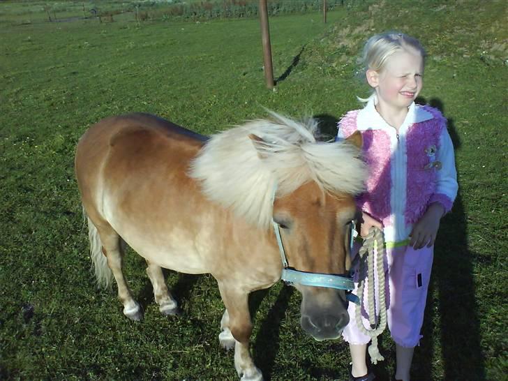 Shetlænder Thor Bomlund (9801554 DK) billede 11