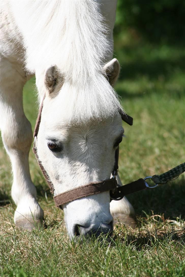 Shetlænder gnisten føste pony!  :D - gnisten billede 1