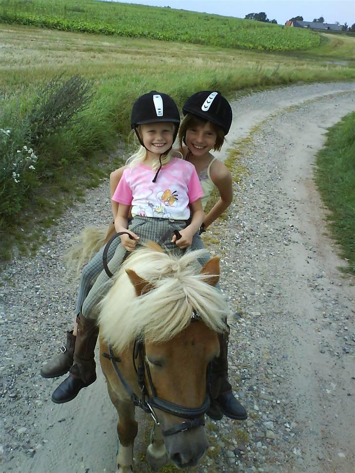 Shetlænder Thor Bomlund (9801554 DK) billede 12