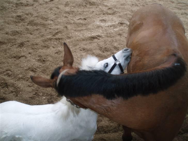 Shetlænder gnisten føste pony!  :D - nuuh , de gnupper ! billede 2