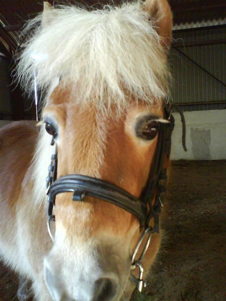 Shetlænder Thor Bomlund (9801554 DK) billede 13