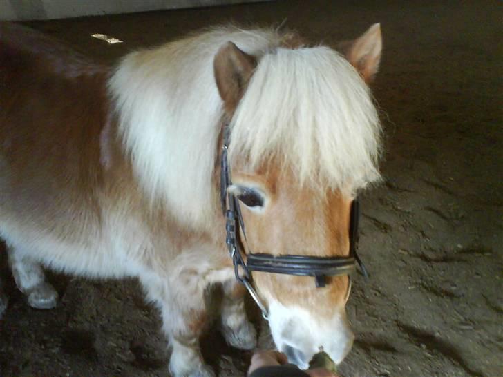 Shetlænder Thor Bomlund (9801554 DK) billede 14