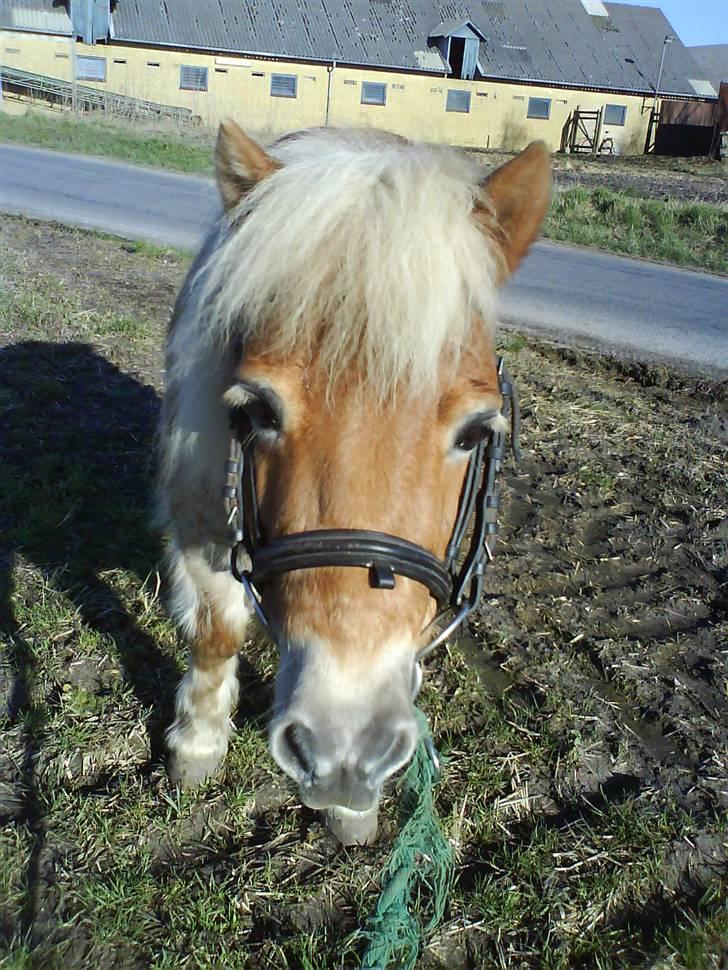 Shetlænder Thor Bomlund (9801554 DK) billede 15