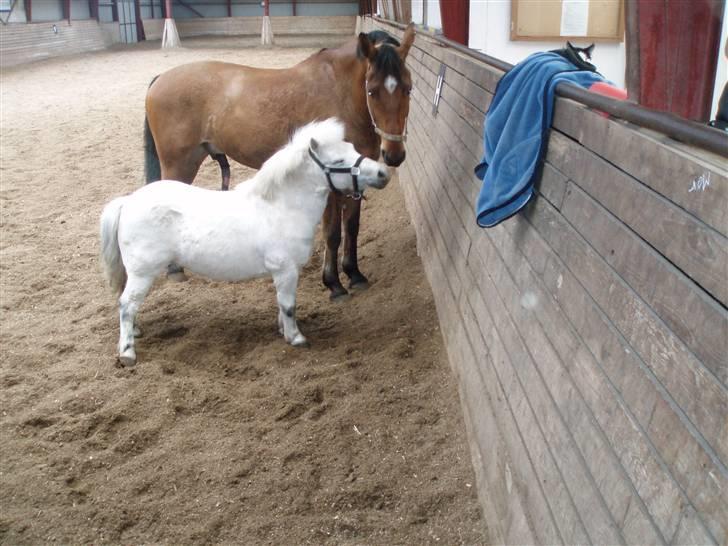 Shetlænder gnisten føste pony!  :D - han er såå sød !! billede 3