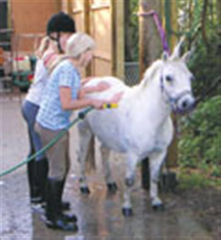 Shetlænder gnisten føste pony!  :D - stor vaske dag :D billede 4