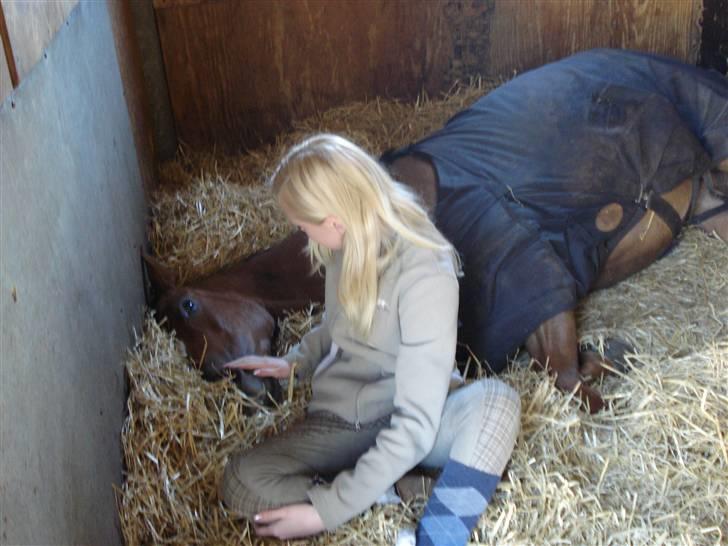 Fuldblod (XX) Jessica Grovefair *SOLGT* - Både mig og Jessica elsker at hygge, jeg er flere gange faldet i søvn i hendes boks billede 3