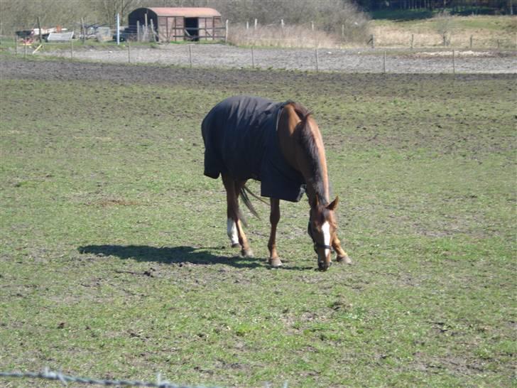 Fuldblod (XX) Jessica Grovefair *SOLGT* - Der er der jo en smuk hest som står og græsser (; billede 6