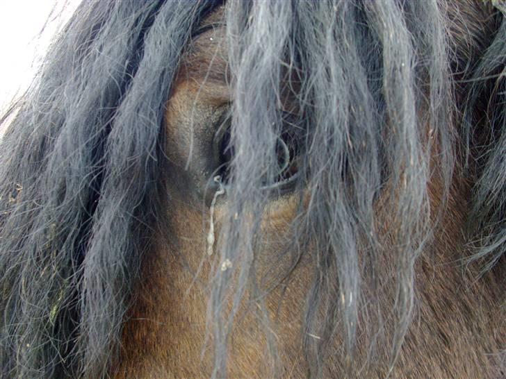 Belgier Polero *aflivet* - Han er så køn.. jeg elsker dig, jeg er glad for du er blevet reddet for at dø! du var alt for tynd... billede 1
