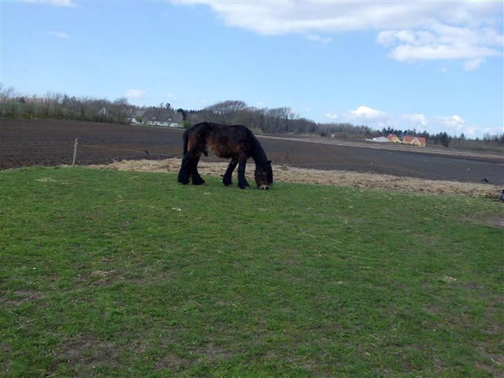 Belgier Polero *aflivet* billede 2