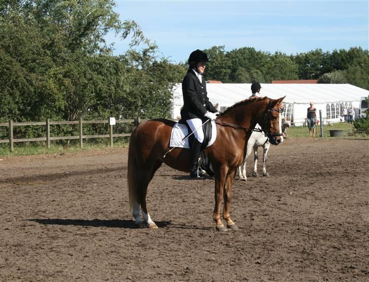 New Forest Beauty *RIP* - Beauty i en parade til Ponyugen 2008 <3 billede 6