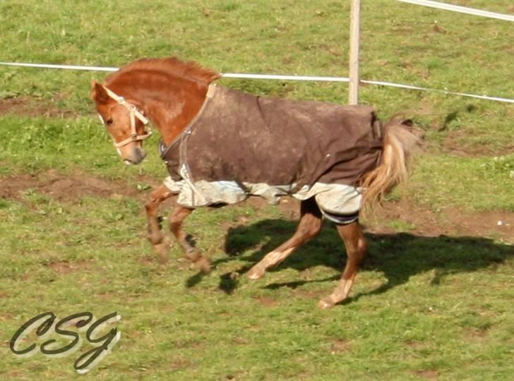 New Forest Beauty *RIP* - "Jeg kan da også uden rytter"  billede 7