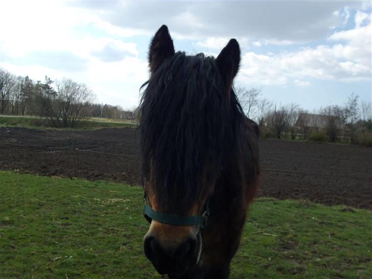 Belgier Polero *aflivet* billede 3