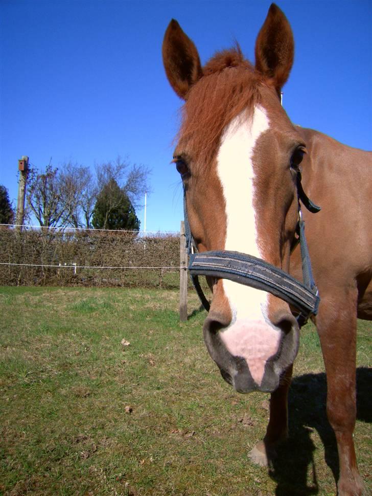 New Forest Beauty *RIP* - Vores sidste dag - Den tårer som ingen ser, falder imens andre ler, selvom den falder tyst til jord, betyder den mere end 1000 ord billede 9