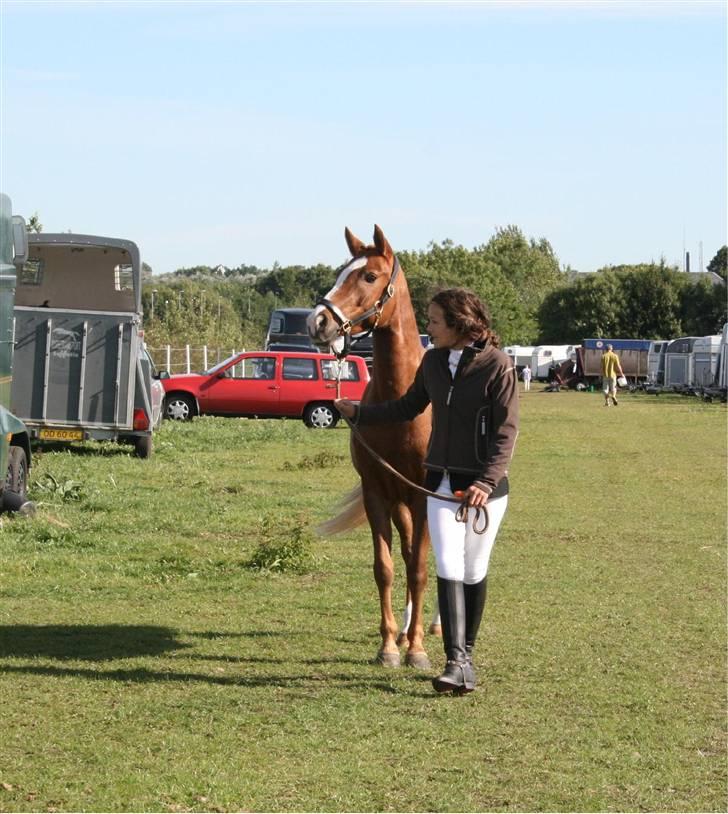 New Forest Beauty *RIP* - Til Pony ugen 2008 ;) billede 12