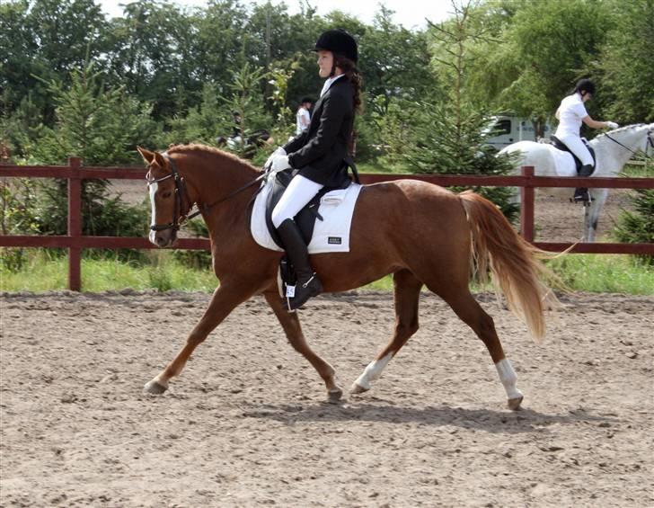 New Forest Beauty *RIP* - Beauty og jeg i Lc 1 til Pony ugen 2008, hvor vi fik en anden plads med 72,92 % :D Kun et procent point fra første pladsen !  billede 13