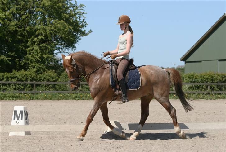 Hollandsk Sportspony Benton Harbour  - 16. maj billede 11