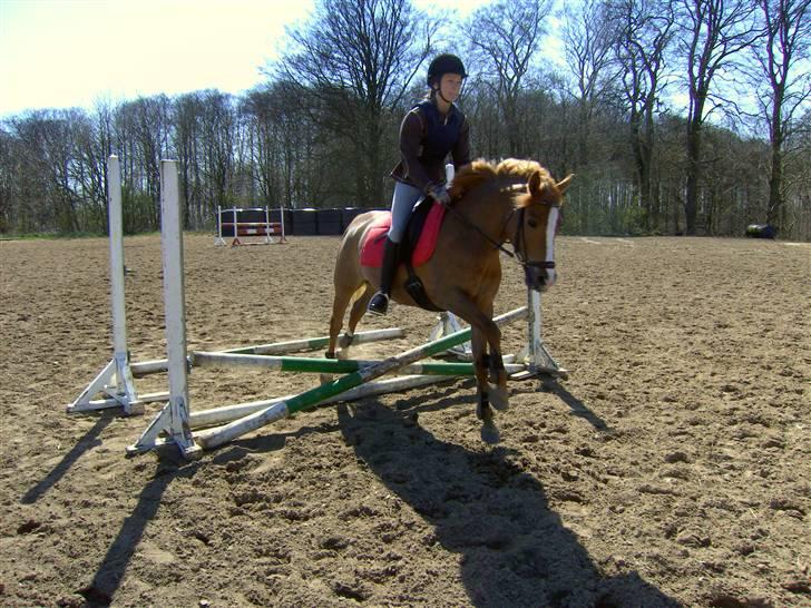 New Forest Beauty *RIP* - Spring ! billede 17