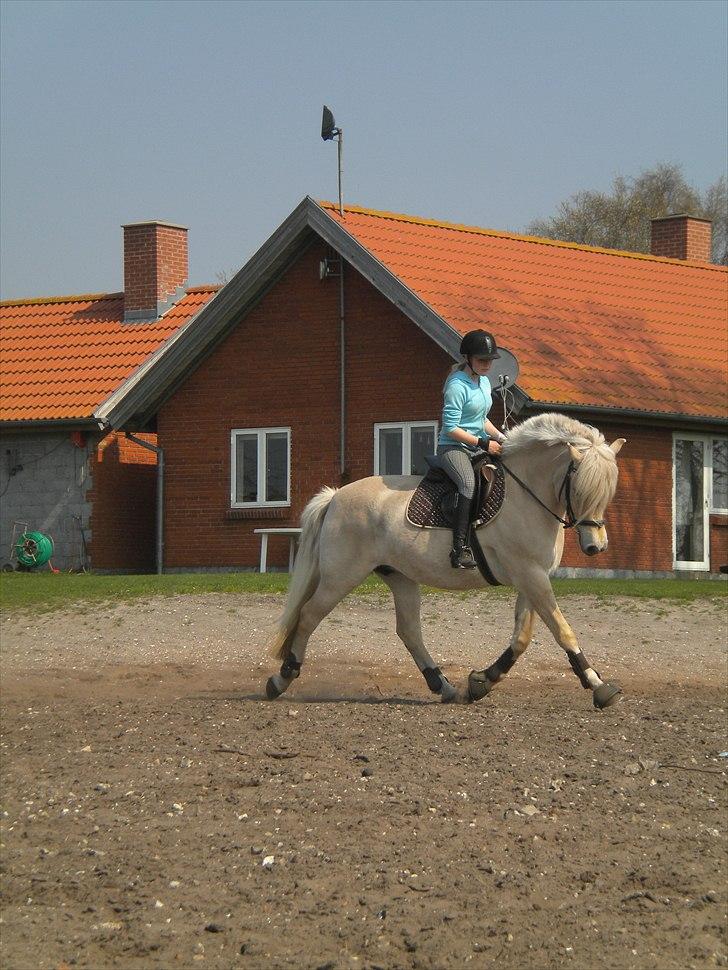 Anden særlig race Mulle   - Taget D 20 April 2011 billede 3