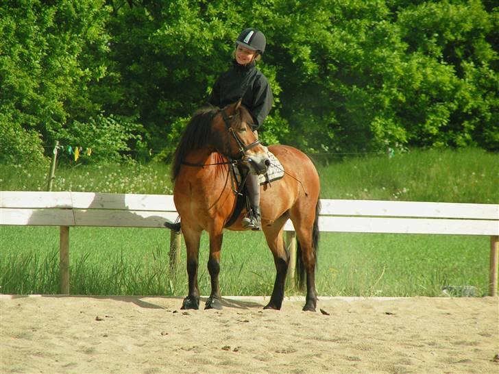 Exmoor Asterix ;(Aflivet) - En rigtig hygge dag:) bassen står lige og kigger...=)  INGEN AF BILLEDERNE MÅ KOPIRES UDEN TILLANDELS billede 20