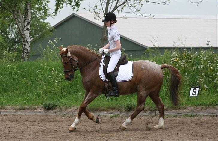Hollandsk Sportspony Benton Harbour  - KLUBMESTER I DRESSUR 2010! :D billede 2