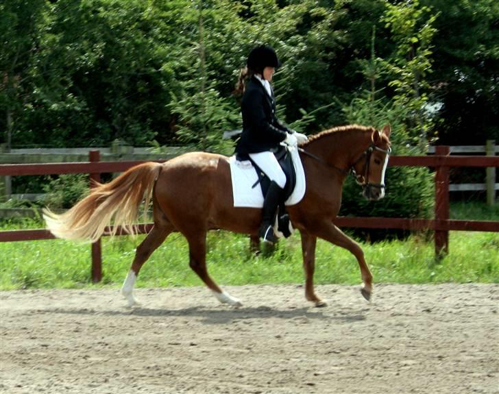 New Forest Beauty *RIP* - Beauty og jeg gallopere til Pony ugen :) billede 19