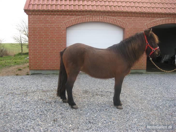 Islænder Hrina fra Udklit - Hrina foran porten (: Foto: Malene Thomsen (MÅ IKKE KOPIERES) billede 1