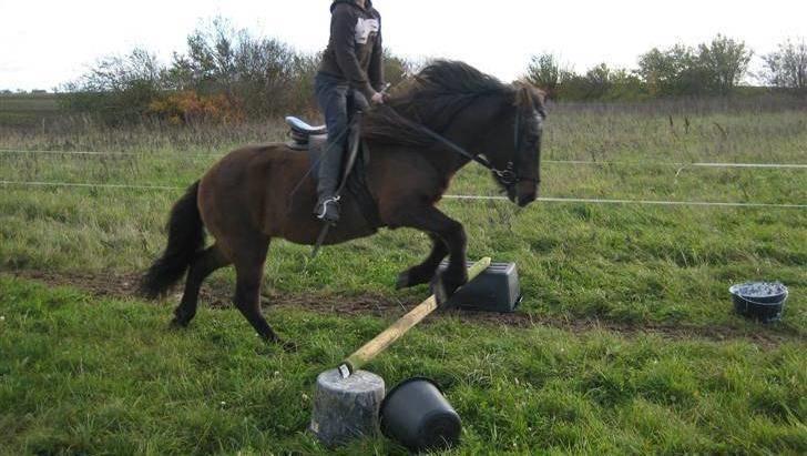 Islænder Hrina fra Udklit - Ikke den fødte springer, men hun vil gerne (: Foto: Mig (MÅ IKKE KOPIERES) billede 3