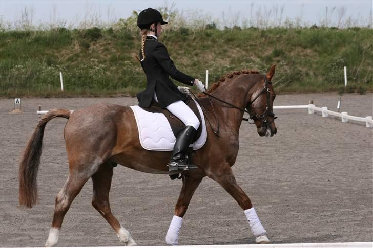 Hollandsk Sportspony Benton Harbour  - LB1 17/05-2008, 1. plads billede 19