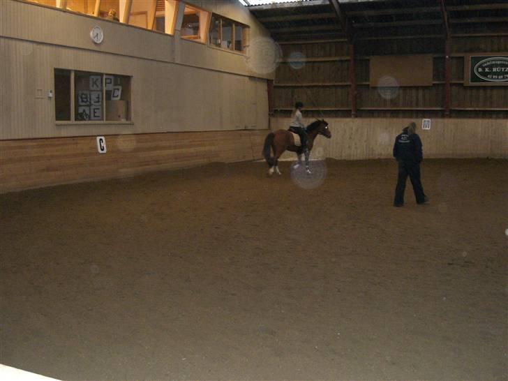 New Forest memory(gammel part) SAVN! - jeg skulle lige så om jeg kunne tag hovedt lidt op. men jeg tror ikke det er det ida vil havde ! billede 3