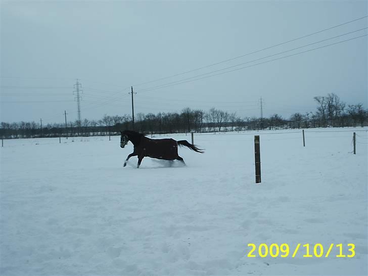 Shagya Araber (SH) Anubis Wraa billede 20