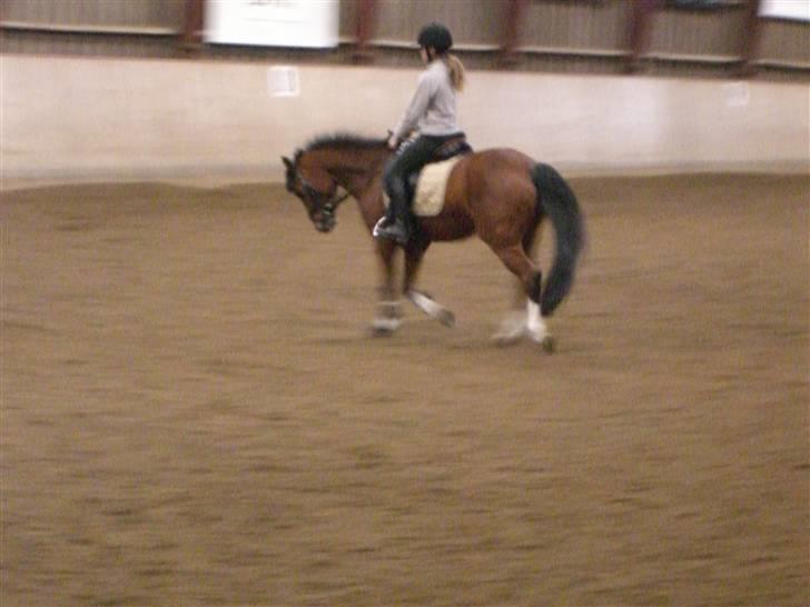 New Forest memory(gammel part) SAVN! - ida havde næsten lige fået part så hun var vist meget stolt :´) billede 4