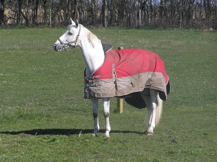 Dansk Varmblod Jestis Archimedes*solgt* billede 2