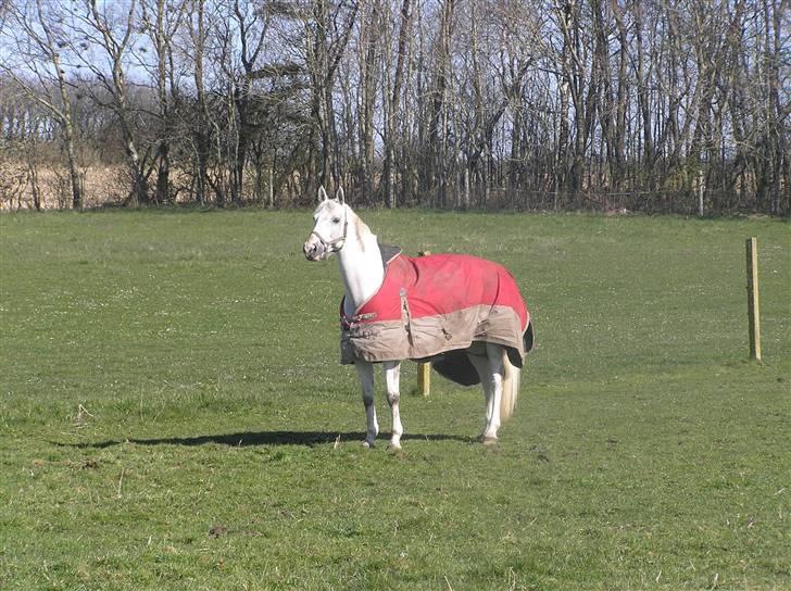 Dansk Varmblod Jestis Archimedes*solgt* billede 3