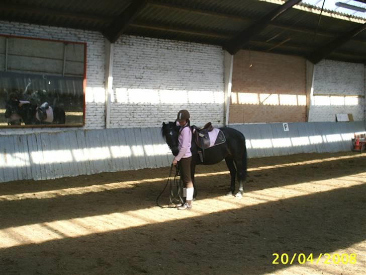 Anden særlig race Faithfull Frenchy billede 5