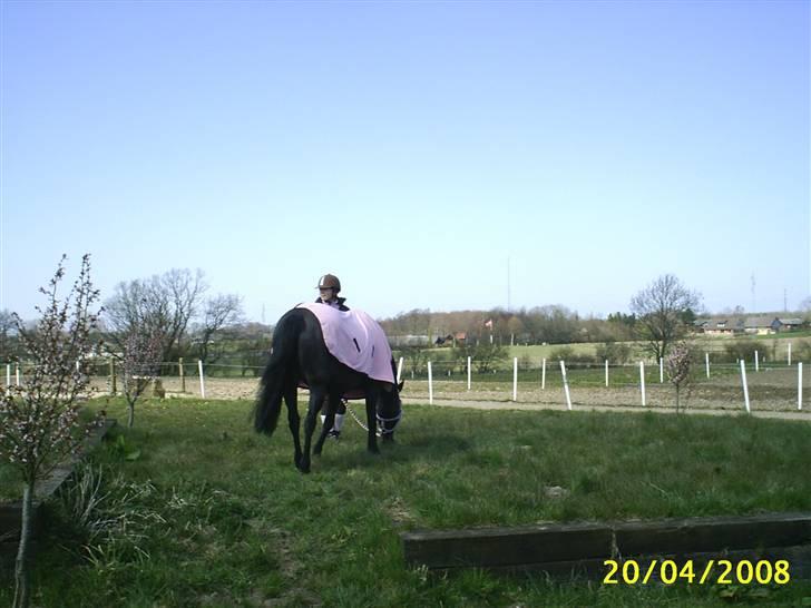 Anden særlig race Faithfull Frenchy - og selvfølgelig en lille tur op på egen billede 11