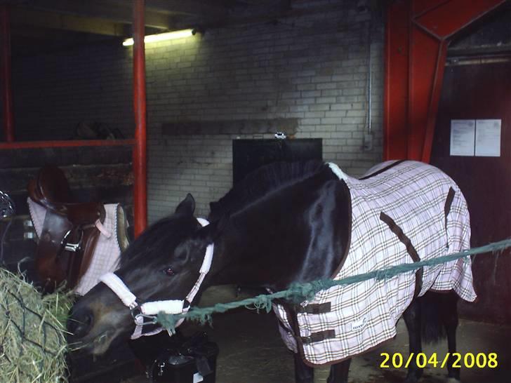 Anden særlig race Faithfull Frenchy - jeg kan altså ikke vente til at komme ned i boksen hehe billede 12