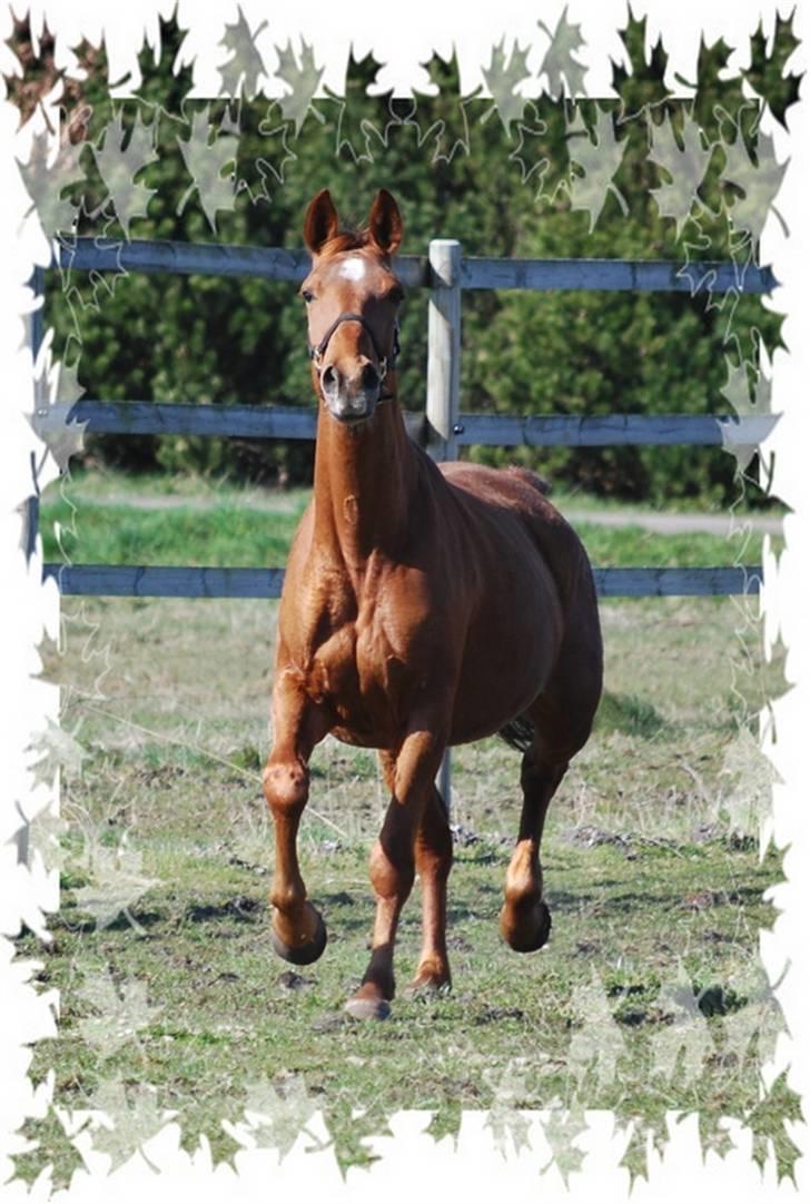 Dansk Varmblod Ninette *DØD*  billede 1