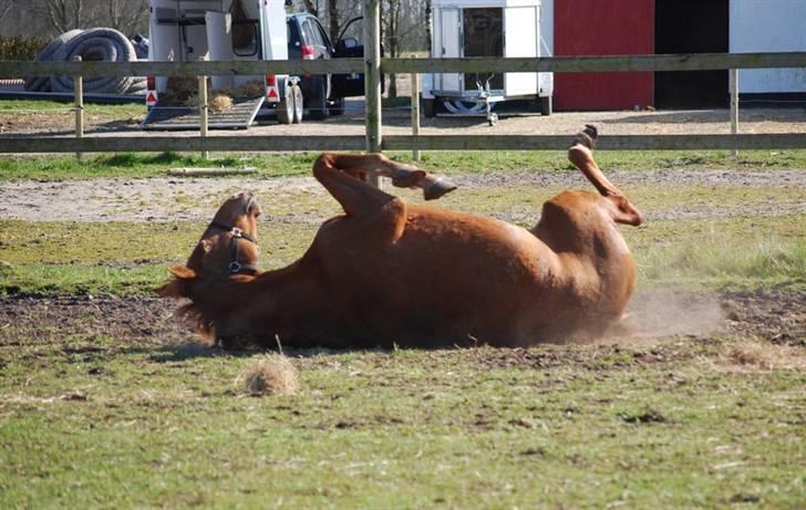 Dansk Varmblod Ninette *DØD*  billede 2